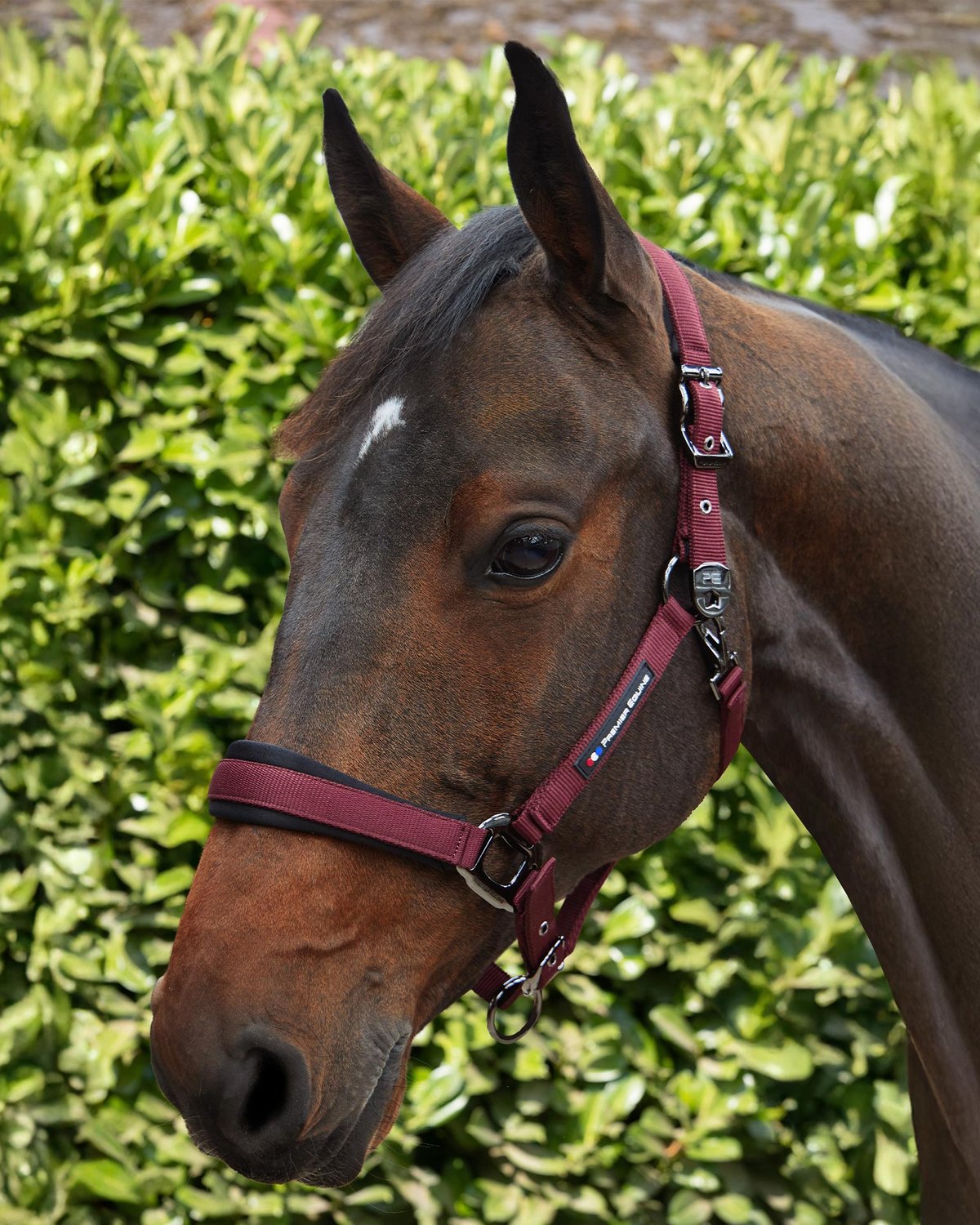 Premier Equine Corda Padded Head Collar with Lead Rope Burgundy