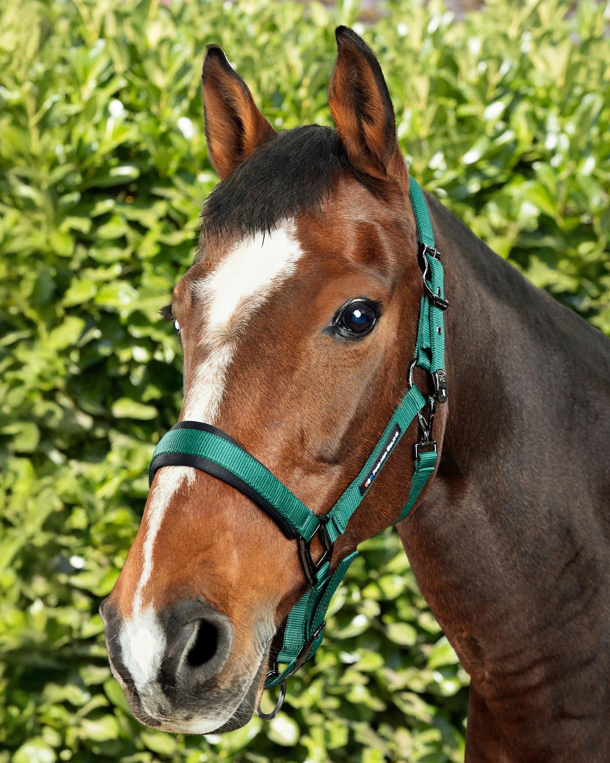 Premier Equine Corda Padded Head Collar with Lead Rope Green