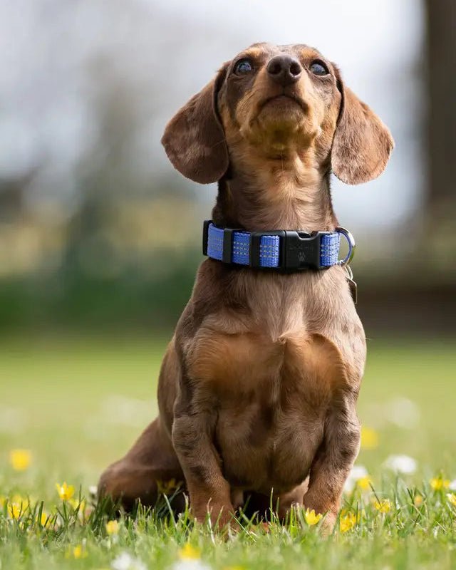 LeMieux Henley Dog Collar Bluebell | Equiflair