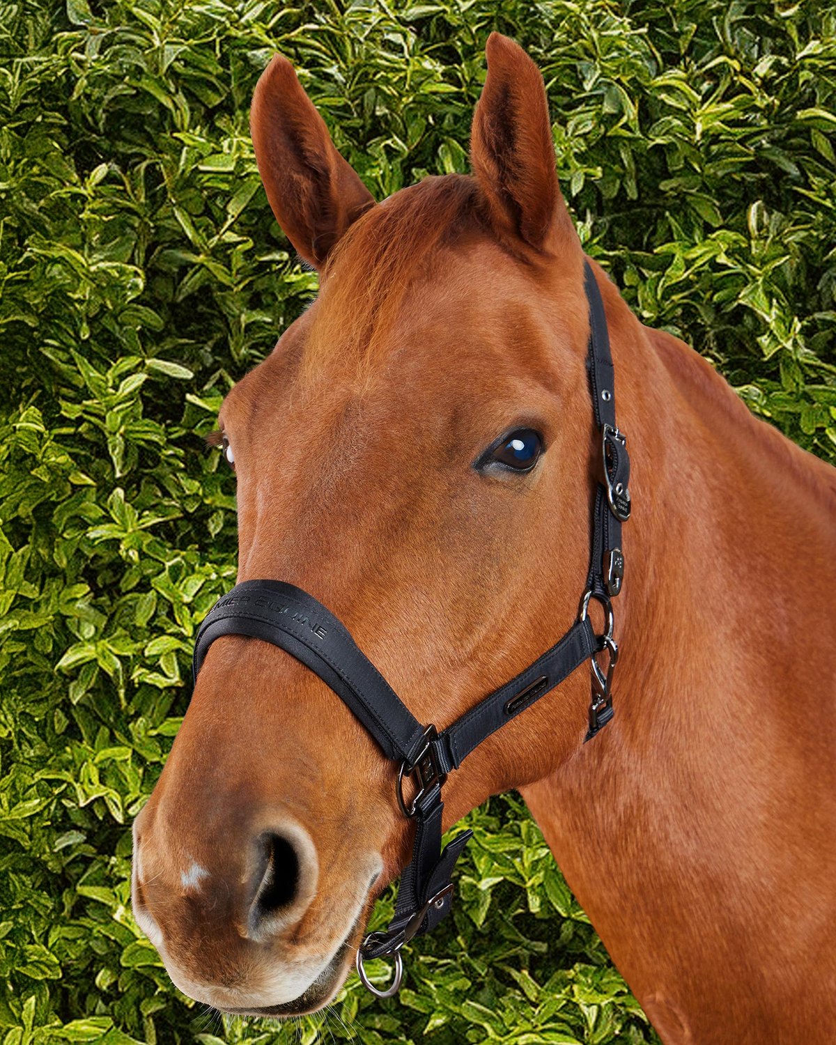 Premier Equine Duco Padded Head Collar With Lead Rope Black