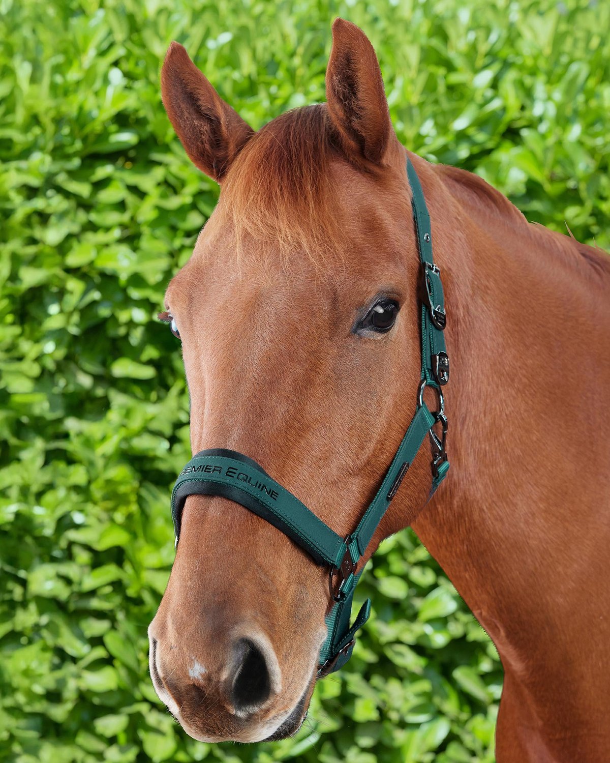 Premier Equine Duco Padded Head Collar with Lead Rope Green