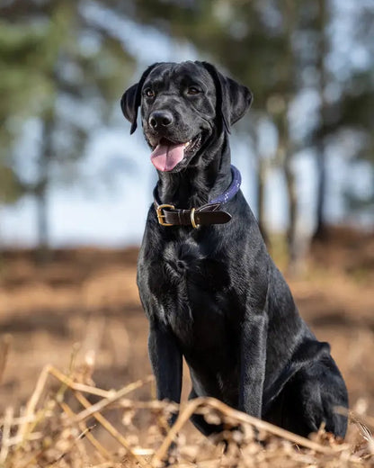 Black Labrador wearing a LEMIEUX Ascot Rope Dog Collar in Navy | Dog Accessories, Leather Detail