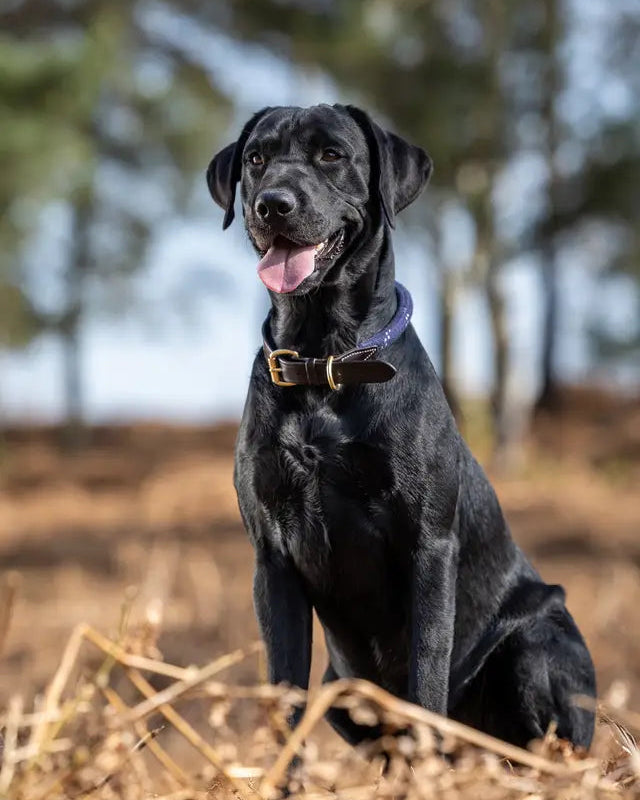 Black Labrador wearing a LEMIEUX Ascot Rope Dog Collar in Navy | Dog Accessories, Leather Detail