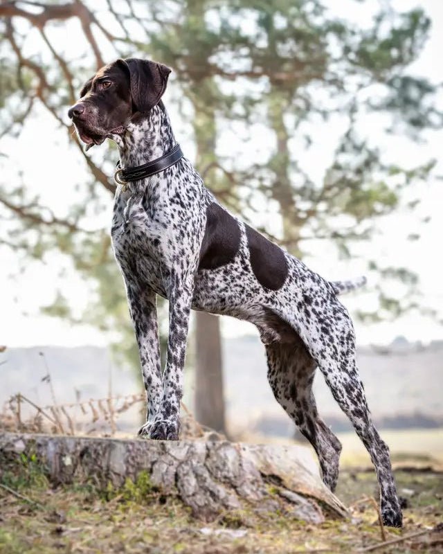 LeMieux Windsor Dog Collar Chocolate/Brown | Equiflair