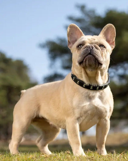 LeMieux Chelsea Dog Collar Black | Equiflair