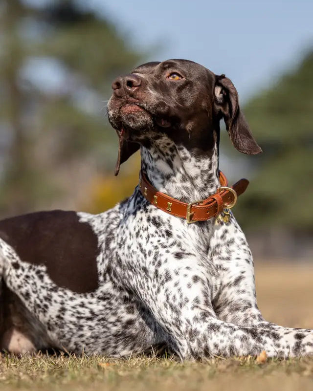 Tan Leather Lemieux Chelsea Dog Collar on a German Shorthaired Pointer Dog by Equiflair. Stylish & Durable! - XL