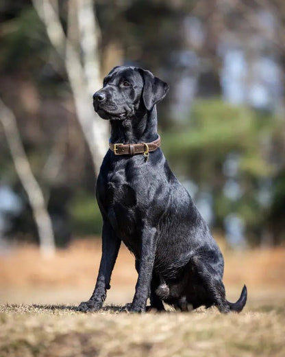 Black Labrador with Lemieux Oxford Mahogany Leather Dog Collar - Equiflair
