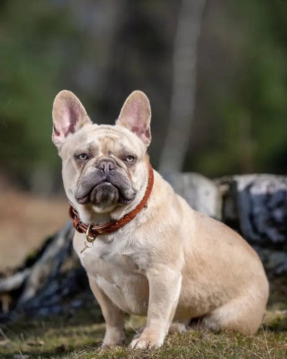 LeMieux Oxford Dog Collar Tan | Equiflair