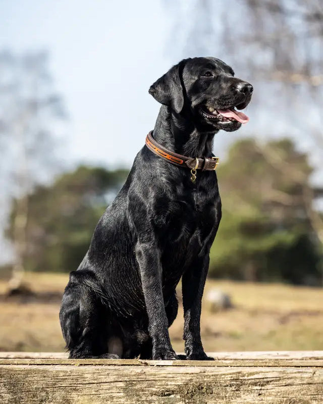 Black Labrador dog wearing LEMIEUX CAMBRIDGE DOG COLLAR MAHOGANY/TAN by Equiflair