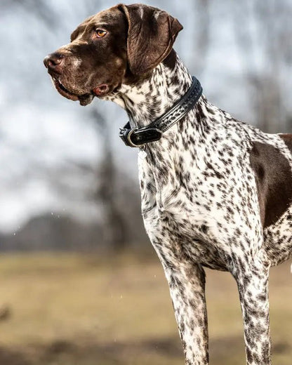 LeMieux Oxford Dog Collar Black | Equiflair