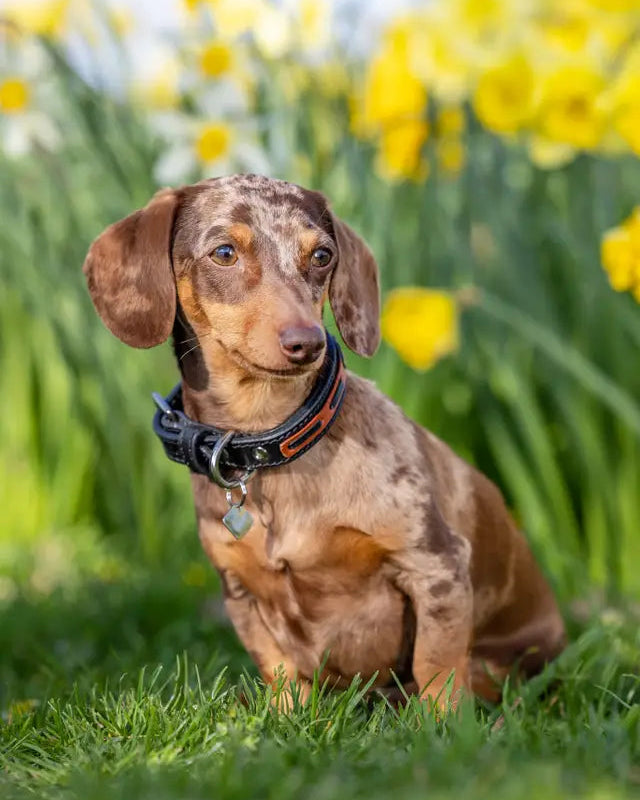 Dachshund wearing LEMIEUX Cambridge Black/Tan Dog Collar from Equiflair. Cute dog in grass.