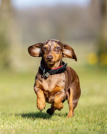Running Dachshund in Burgundy Leather Dog Collar - Equiflair Windsor Collection