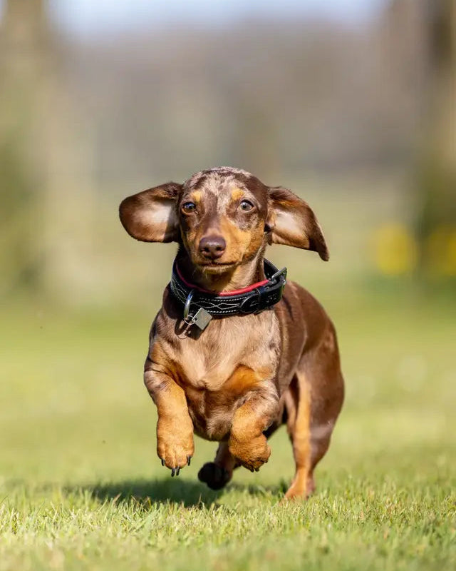 Running Dachshund in Burgundy Leather Dog Collar - Equiflair Windsor Collection