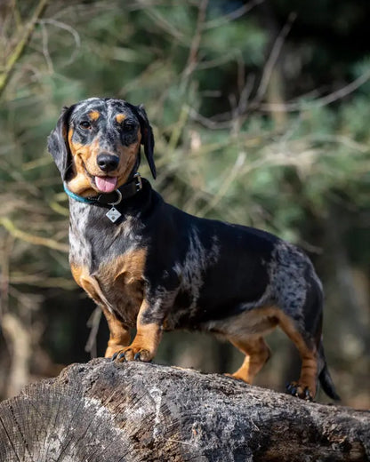 Dachshund in LeMieux Ascot Peacock Rope Dog Collar. Black and Tan Dapple Dachshund wearing dog collar. Dog standing on log.