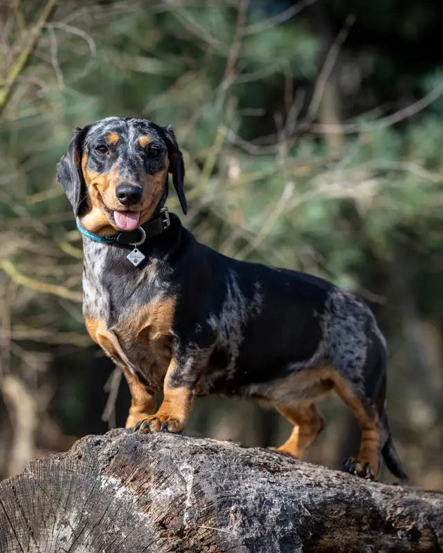 Dachshund in LeMieux Ascot Peacock Rope Dog Collar. Black and Tan Dapple Dachshund wearing dog collar. Dog standing on log.