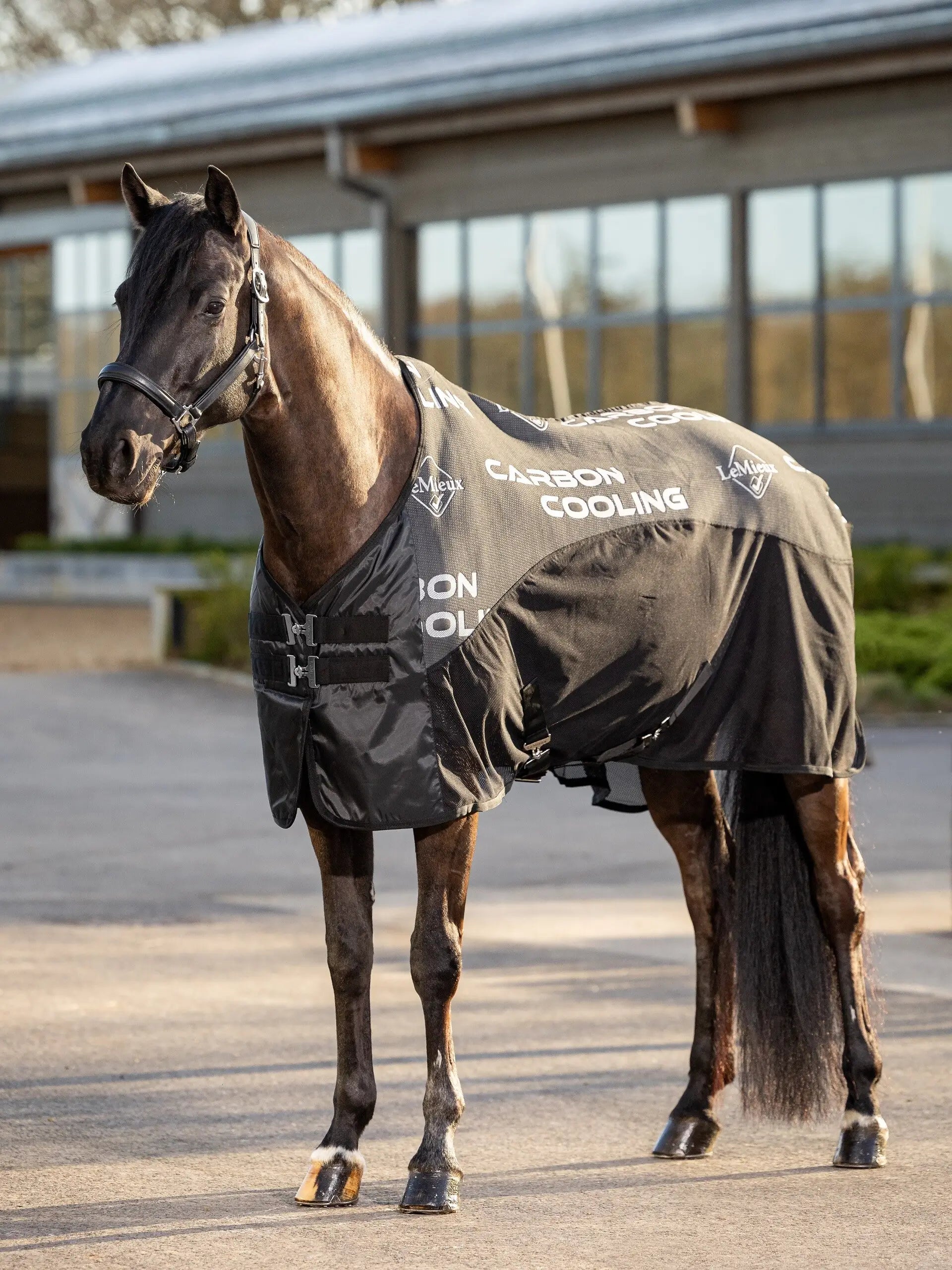 Lemieux Carbon Cooling Horse Rug Black | Equiflair - Horse cooling sheet with carbon nanofiber technology for muscle temperature regulation.