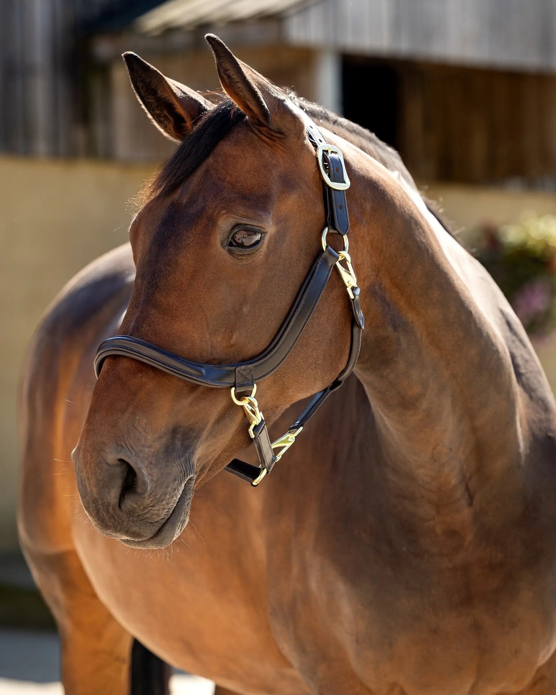 LeMieux Leather Grooming Headcollar Brown