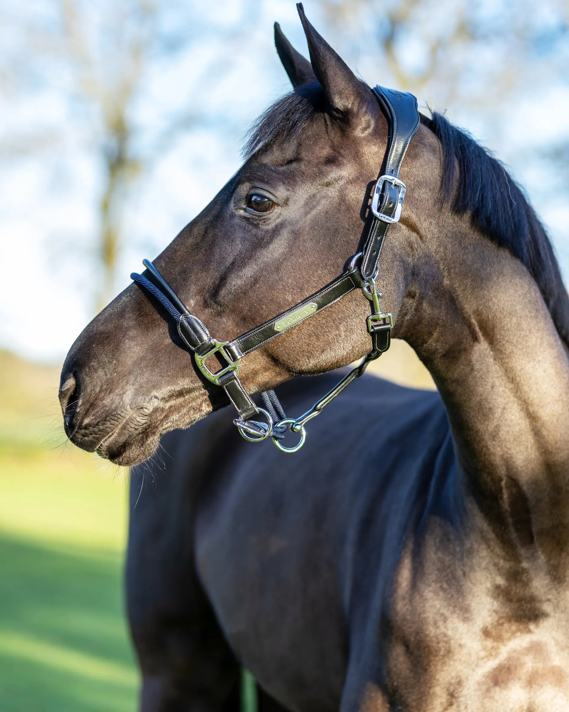 LeMieux Rope Control Headcollar Black