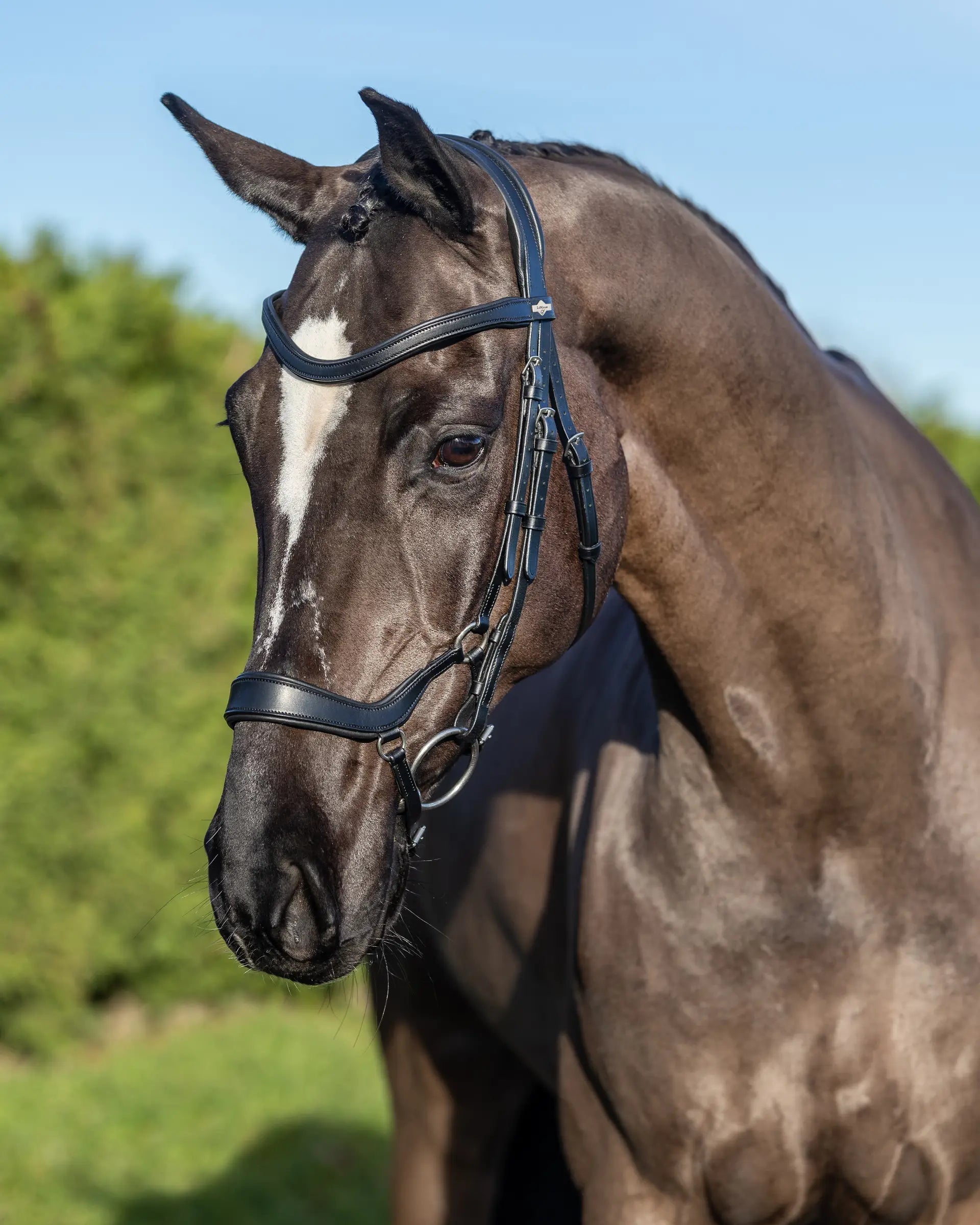 Elegant LEMIEUX Arika Drop Bridle in Black with Silver Fittings | Stylish Horse Tack from Equiflair