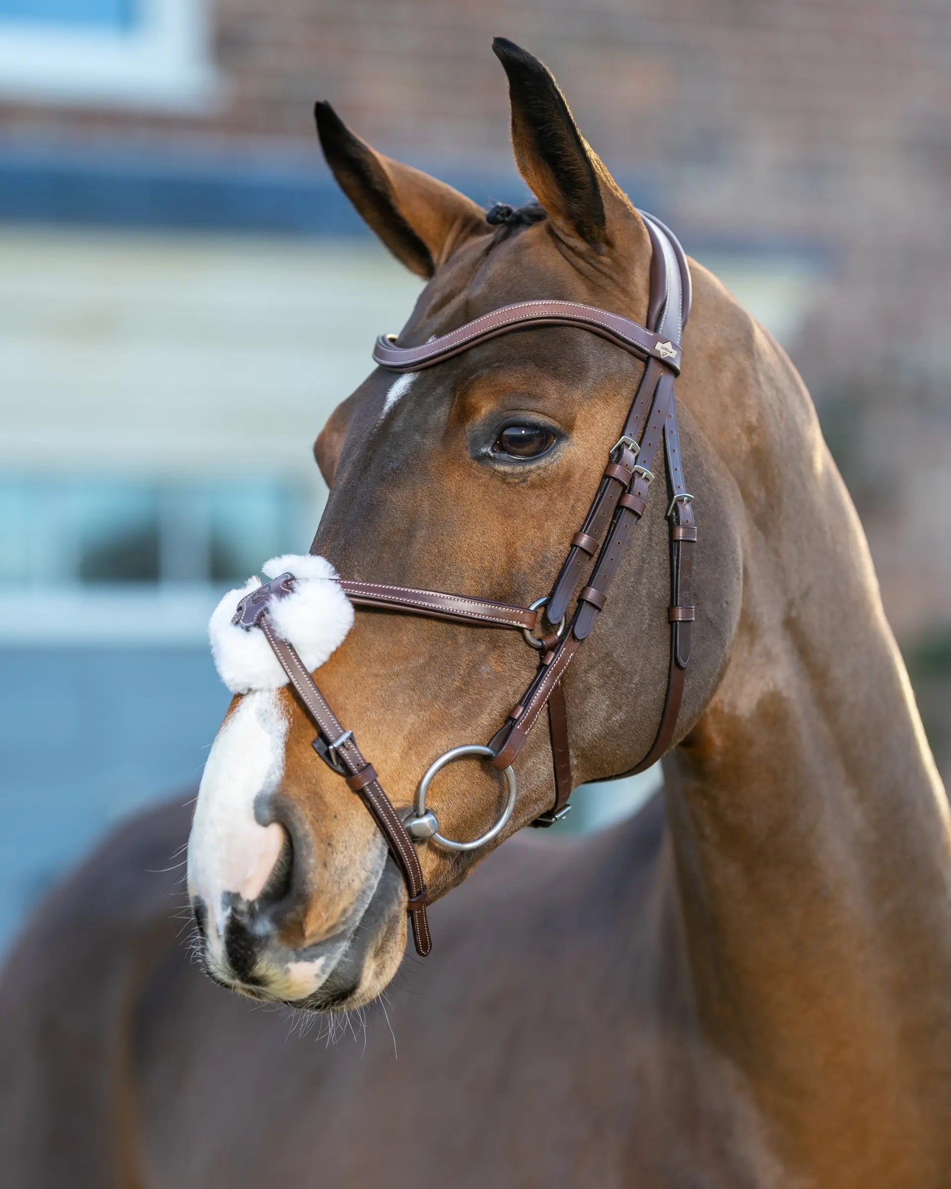 Lemieux Arika Grackle Horse Bridle - Havana Brown Leather with Silver Fittings. Equestrian Tack for Comfort & Performance.