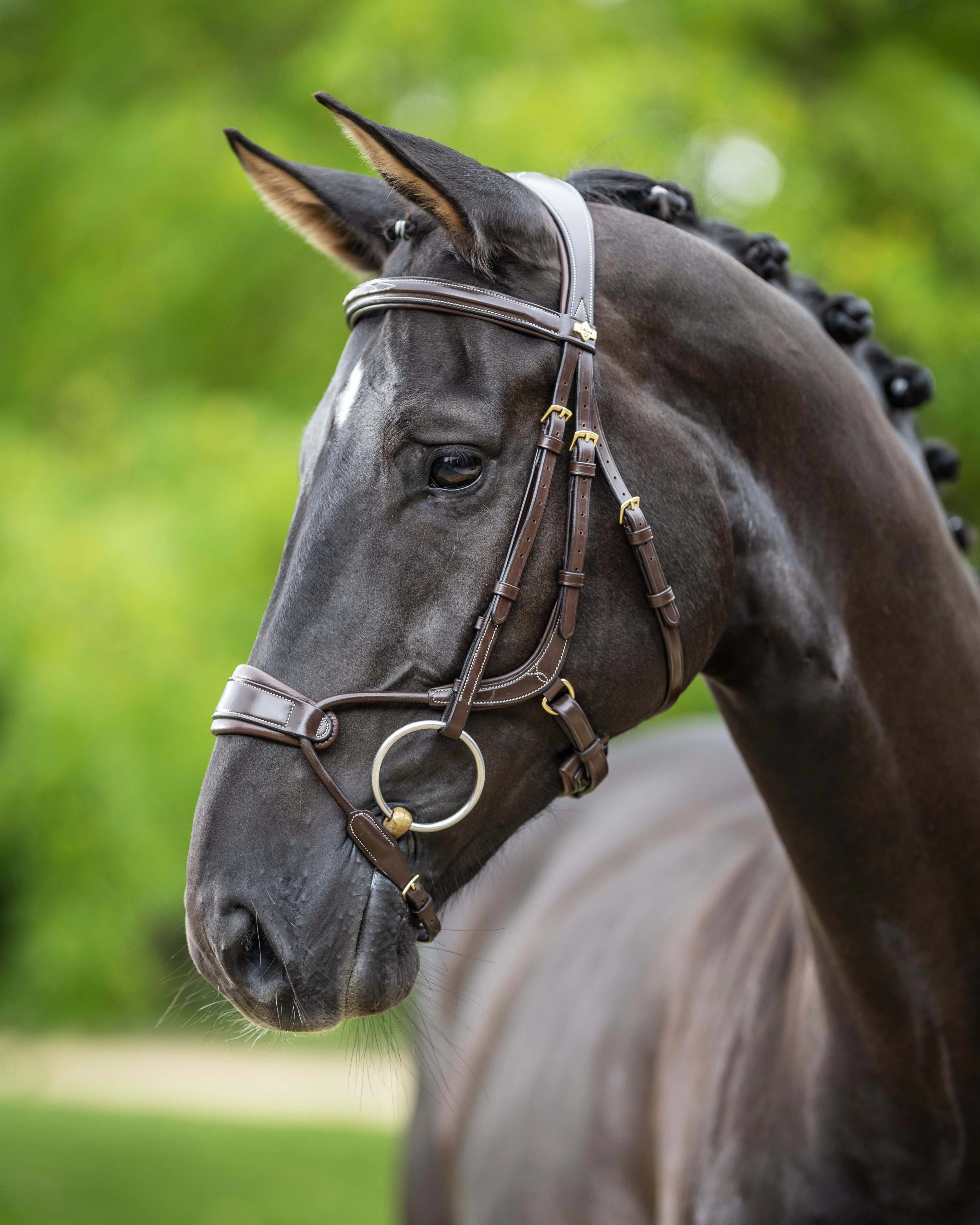 Black horse headshot wearing a brown English bridle with brass accents against green background.