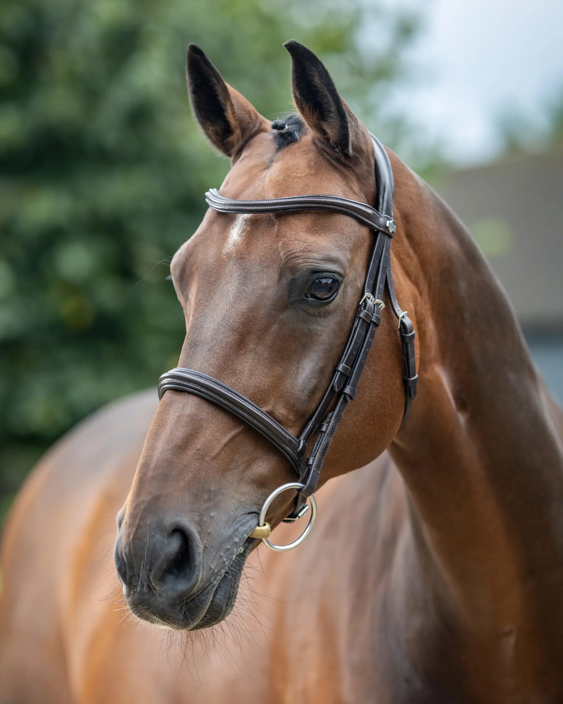 LeMieux Arika Cavesson Bridle Brown/Silver