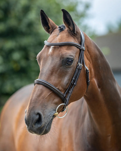 LeMieux Arika Cavesson Bridle Brown/Silver: Close-up of a brown horse wearing a LeMieux bridle, showcasing its design and leather.