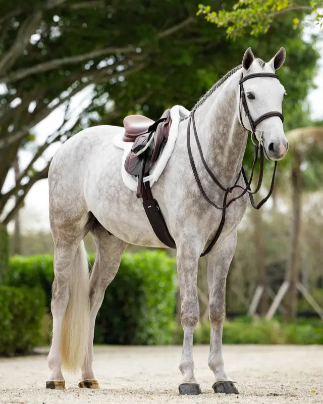 Dapple Grey Horse with Dressage Saddle and LeMieux Merino+ Hunter Saddle Pad - Equiflair