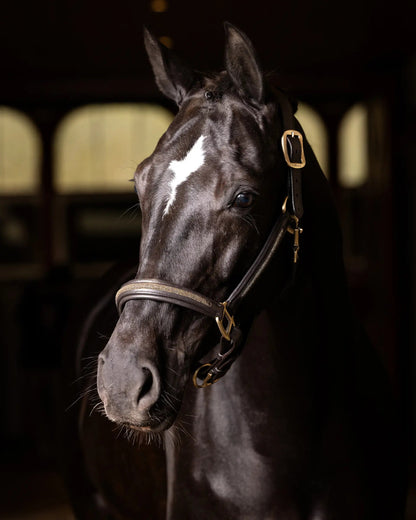 LeMieux Leather Crystal Headcollar Brown
