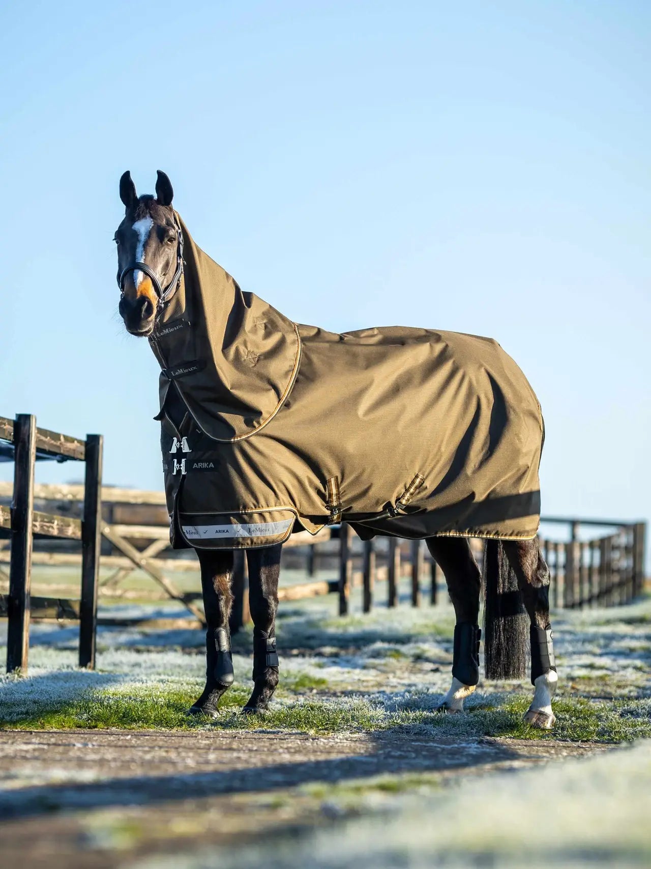 Horse wearing a Lemieux Arika turnout rug in a field. Waterproof horse blanket. Equine outdoor clothing.