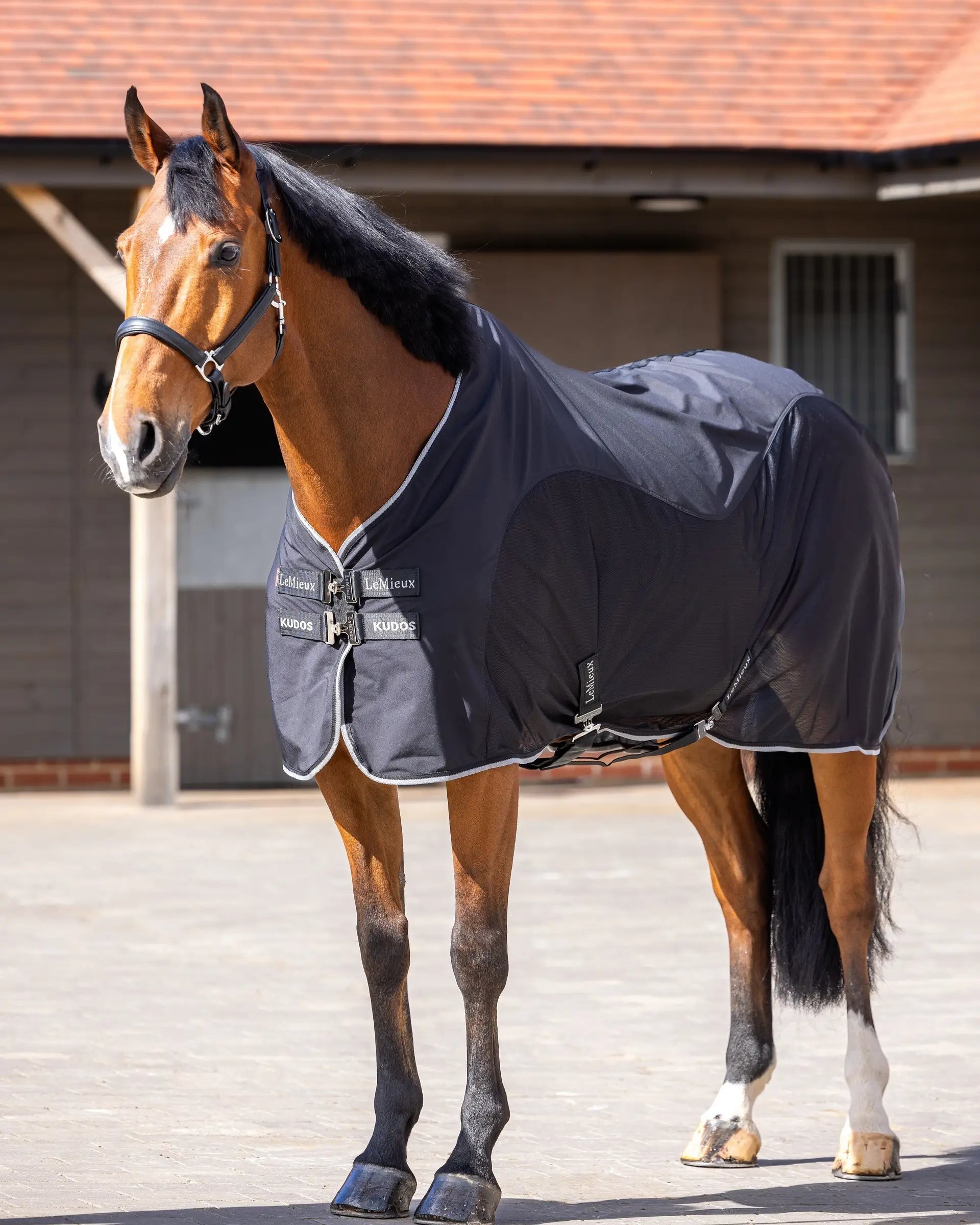 Beautiful chestnut horse wearing a black Lemieux Kudos Hybrid Cooler Rug. Equestrian apparel by Equiflair.