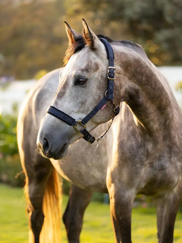 Grey Horse wearing a navy LEMIEUX Headcollar. Equestrian product image.