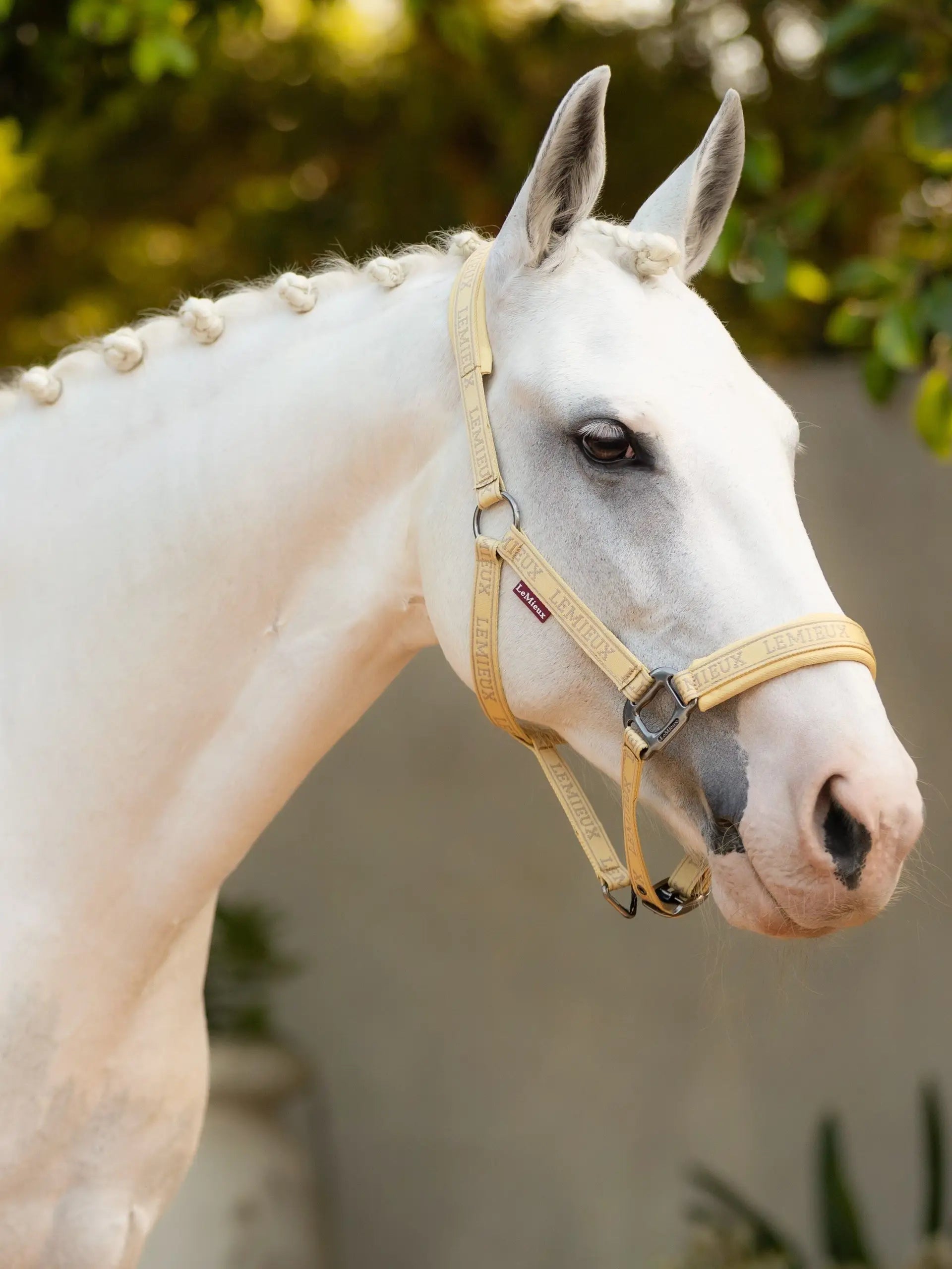 White horse in LeMieux Mimosa logo headcollar. Equestrian fashion, horse equipment.