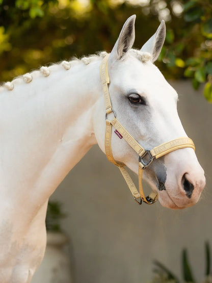 White horse in LeMieux Mimosa logo headcollar. Equestrian fashion, horse equipment.