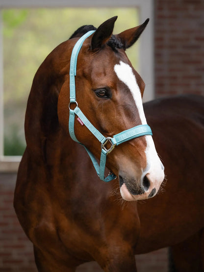 Brown Horse wearing LEMIEUX LOGO HEADCOLLAR LAGOON from Equiflair, blue halter with Lemieux branding