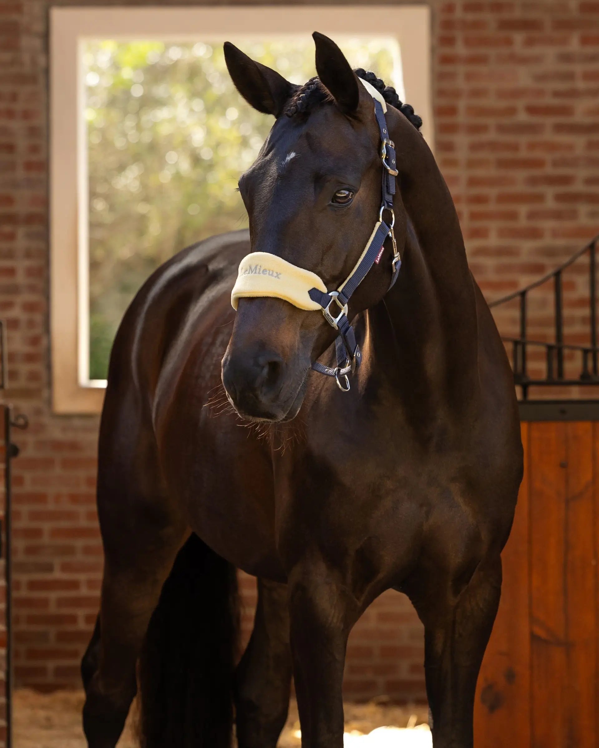 LeMieux Vogue Mimosa Headcollar & Leadrope from Equiflair - Stylish & Comfortable Horse Headcollar