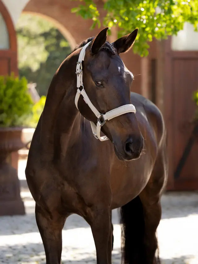 LeMieux Finesse Headcollar Stone: Premium equestrian headcollar for horses, adjustable, stylish stone color.