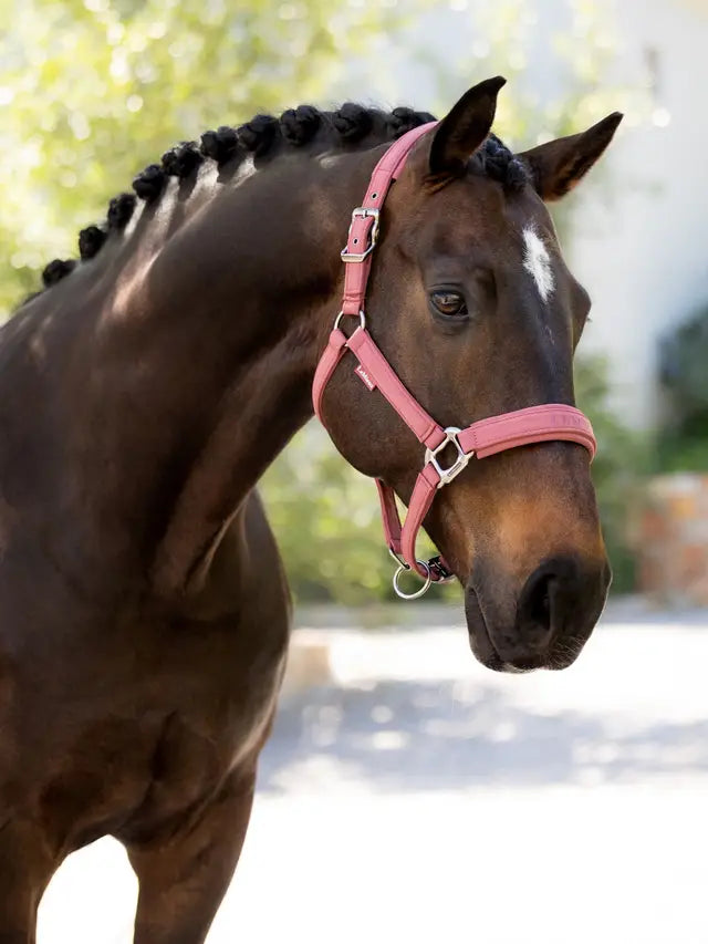 Lemieux Finesse Headcollar in Rosewood on a Brown Horse: Stylish Equestrian Equipment from Equiflair.