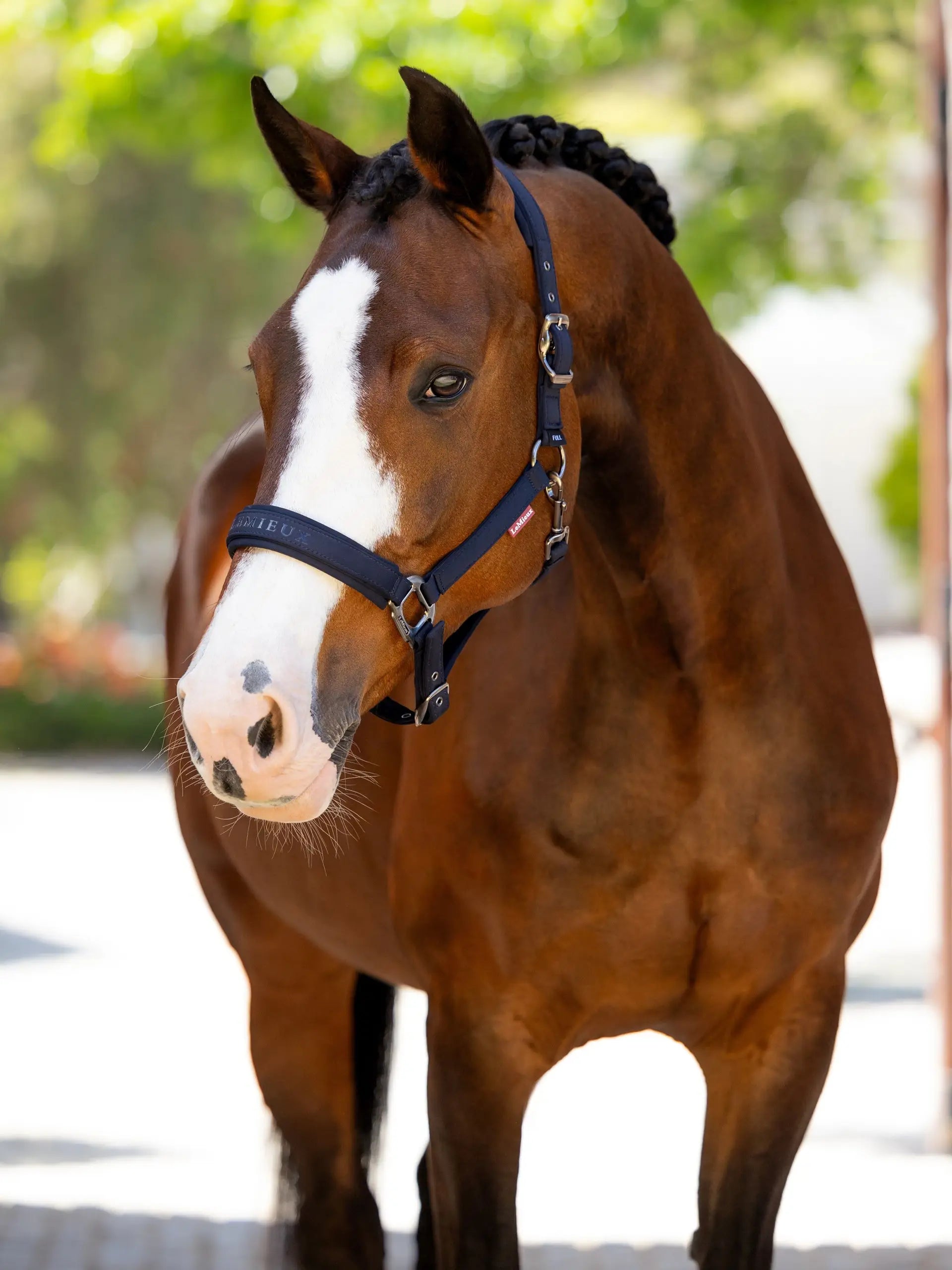 Brown Horse Wearing LeMieux Finesse Headcollar in Navy - Adjustable, Durable, Quality Equestrian Headwear