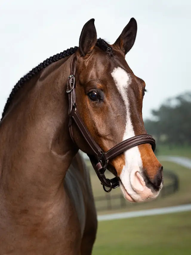 Lemieux Hunter Headcollar - Havana Brown Leather Horse Head Collar with Stitched Detailing - Equiflair
