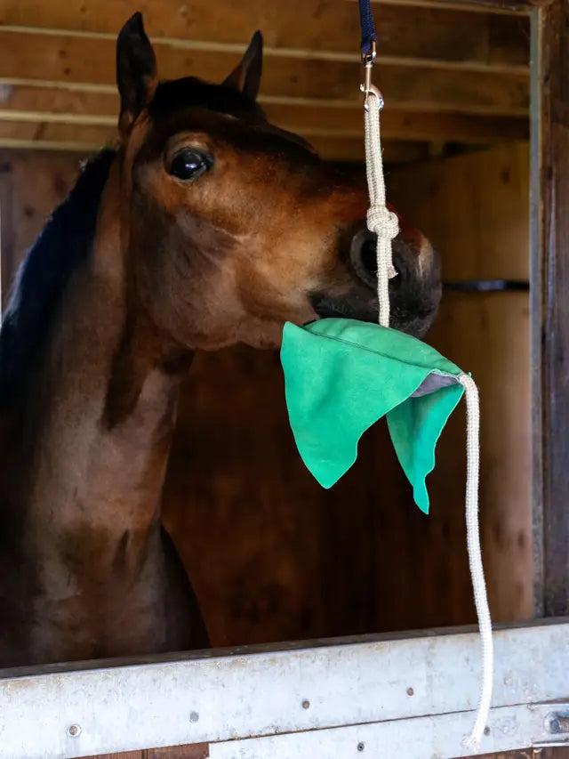Lemieux Horse Toy Stingray: Horse playing with green stingray toy in stable. Interactive boredom buster for horses.