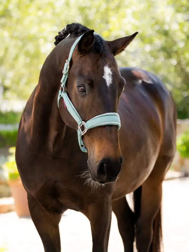 Dark Brown Horse Wearing Light Blue LeMieux Versailles Headcollar