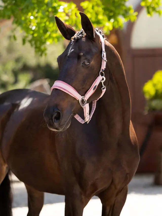 Beautiful horse wearing a LeMieux Versailles Blossom Pink headcollar. Luxury equestrian equipment.