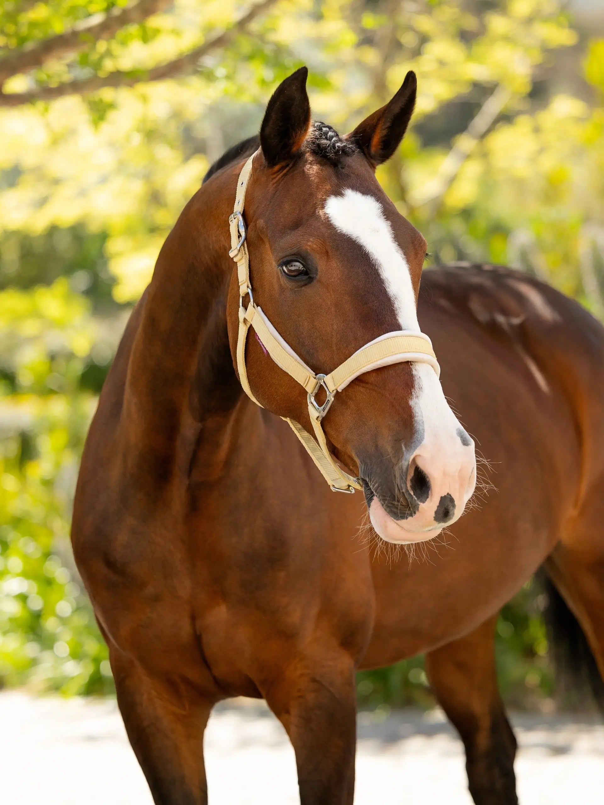 LEMIEUX VERSAILLES HEADCOLLAR MIMOSA Close-up. Brown Horse with White Blaze wearing a light yellow/mimosa headcollar.