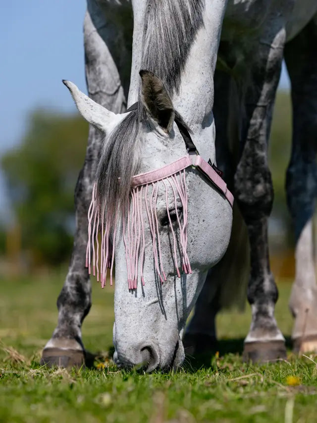 Gray Horse Grazing with LeMieux Fly Fringe Blossom - Fly Mask Protection, Equiflair