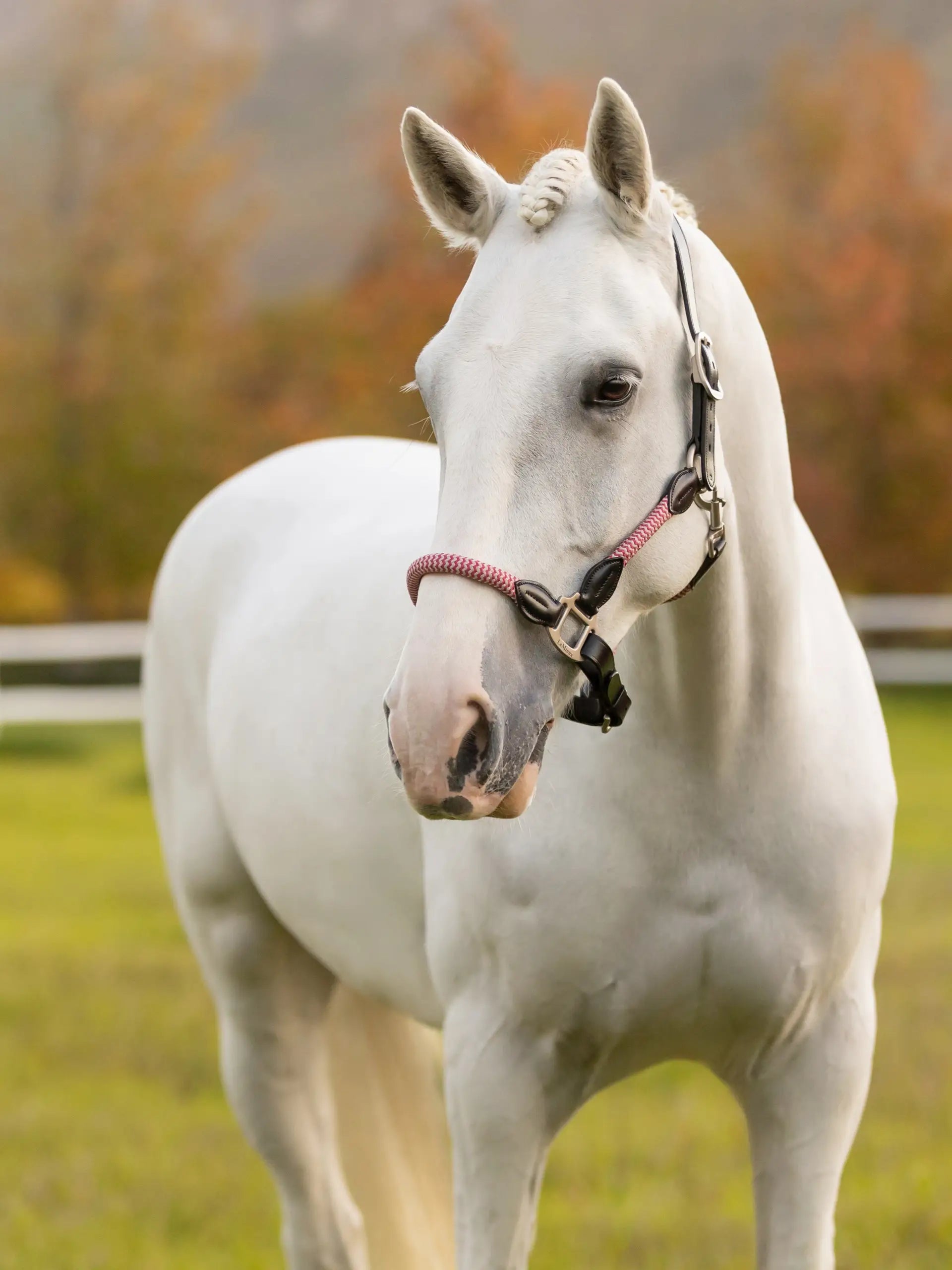 LeMieux Ropella Headcollar Cranberry