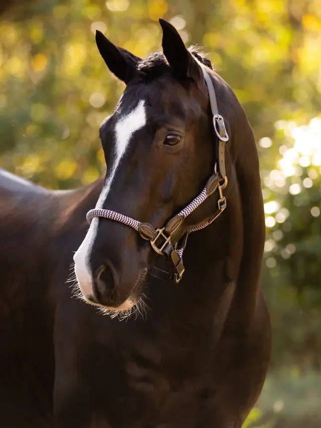LeMieux Ropella Headcollar Lilac