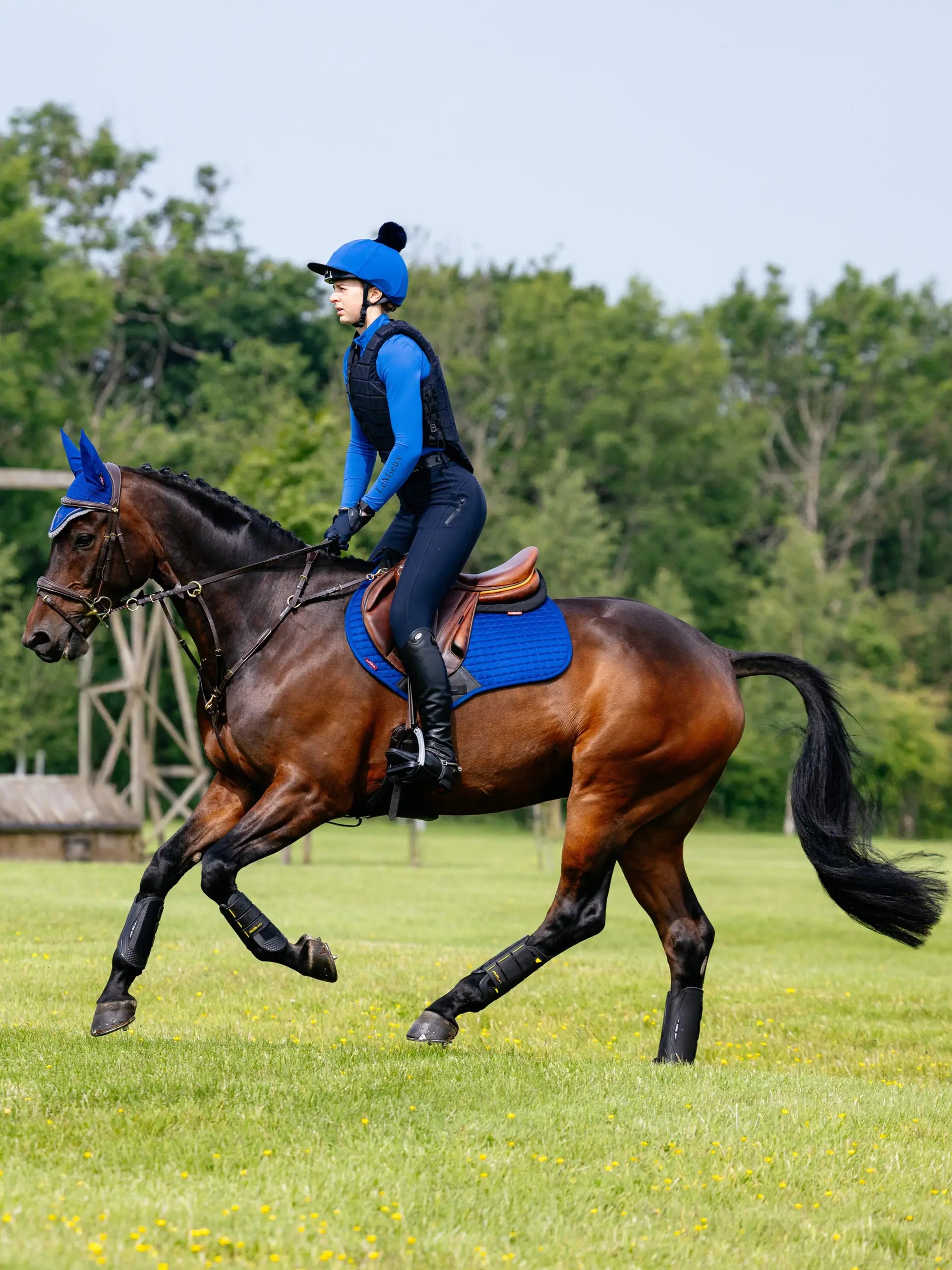 Equestrian Horse Riding: LeMieux Blue Saddle Pad on a Beautiful Bay Horse with Rider in Matching Gear - Equiflair