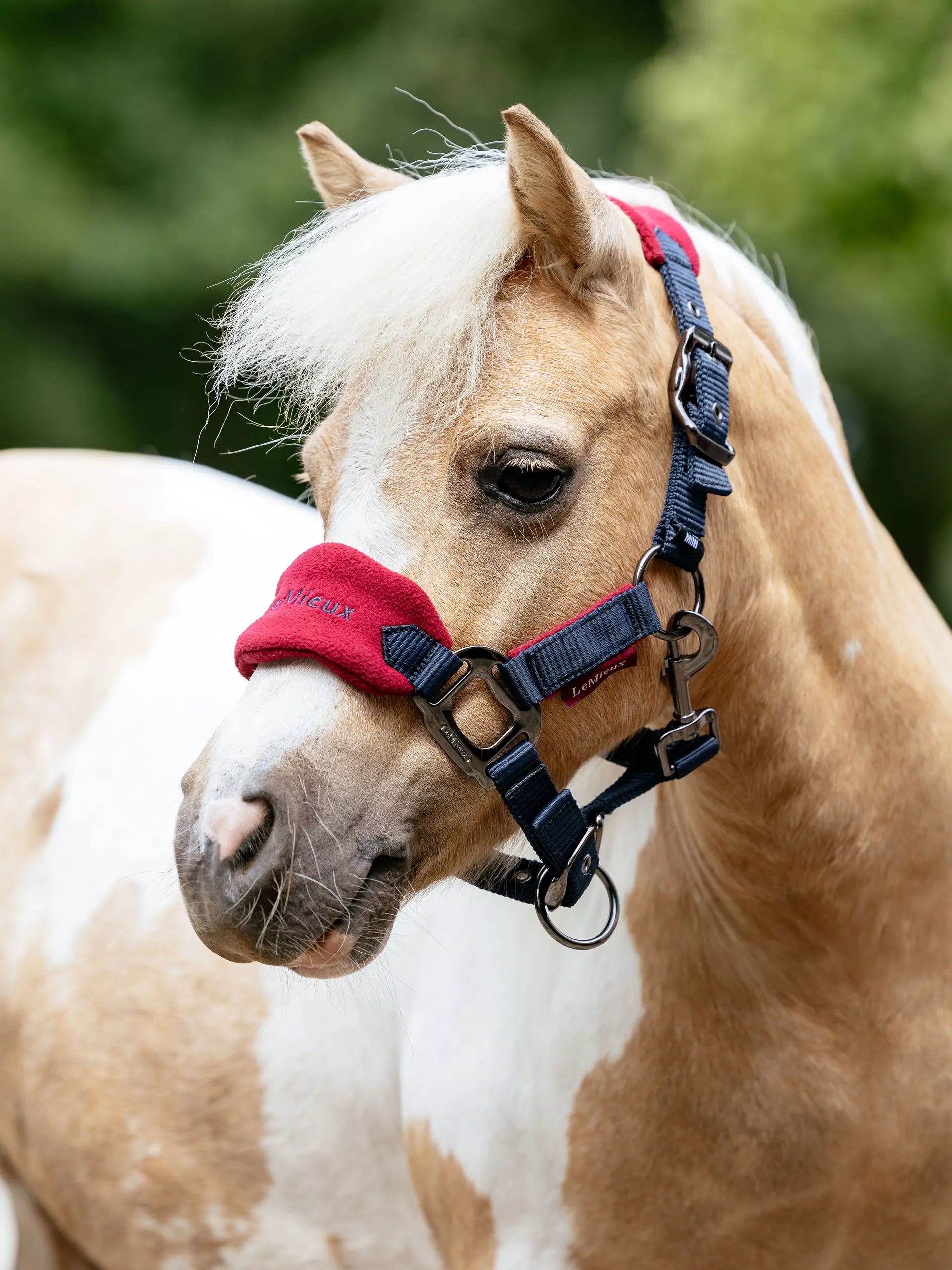 Lemieux Mini Vogue Headcollar for Ponies - Burgundy Padded Halter