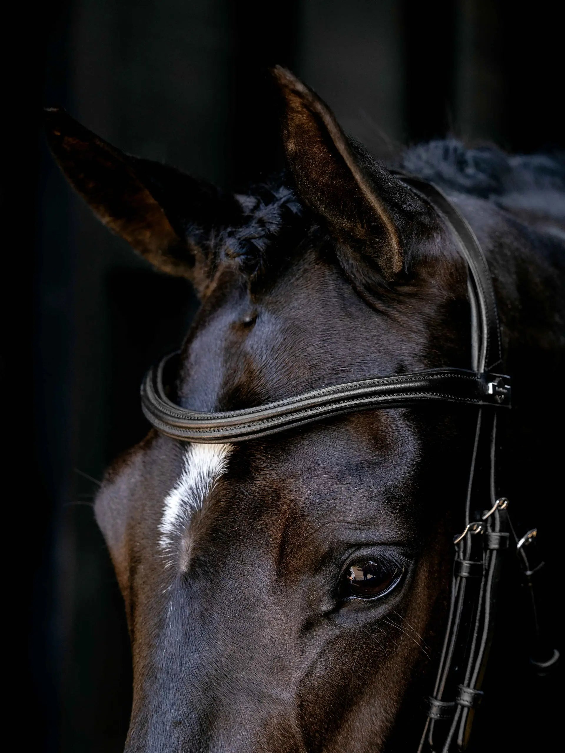 LeMieux AriKa Anatomical Cavesson Bridle Black/Silver close-up of horse's eye and tack